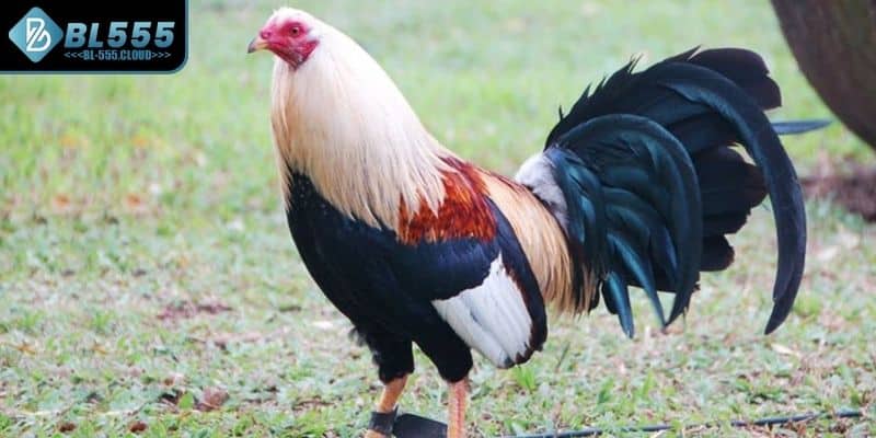 Điểm đặc biệt làm nên sự kịch tính của gà Mỹ là gì