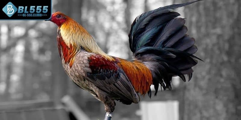 Giới thiệu về sự hấp dẫn của hình thức chọi kê 