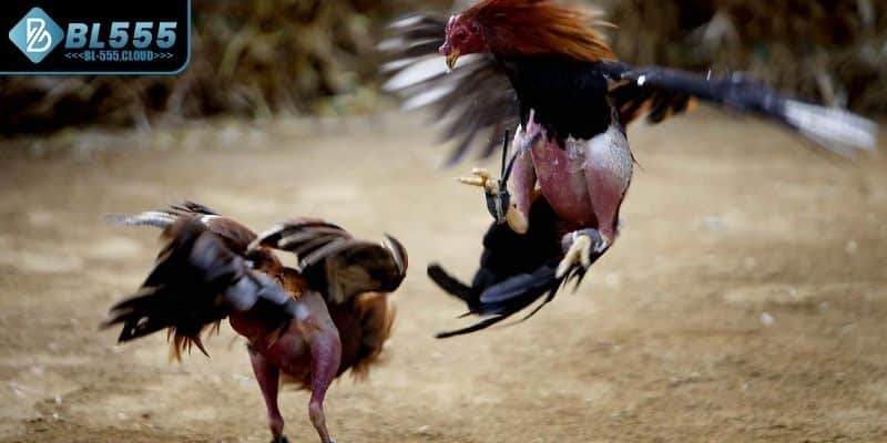 Cụ thể luật chơi của loại hình cược