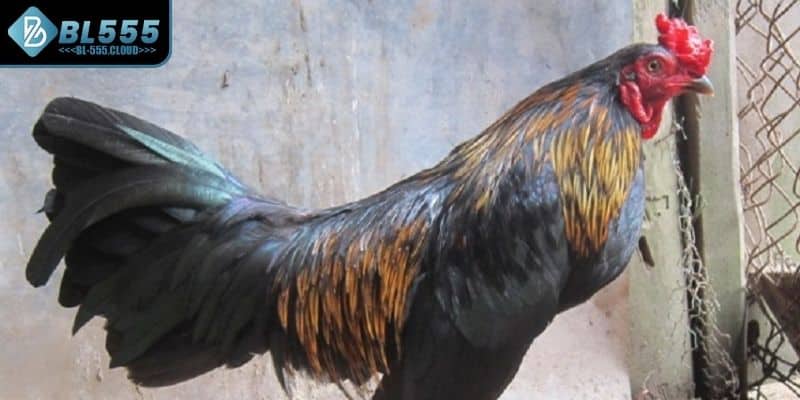 Giải mã cho anh em về đá gà Peru là gì 